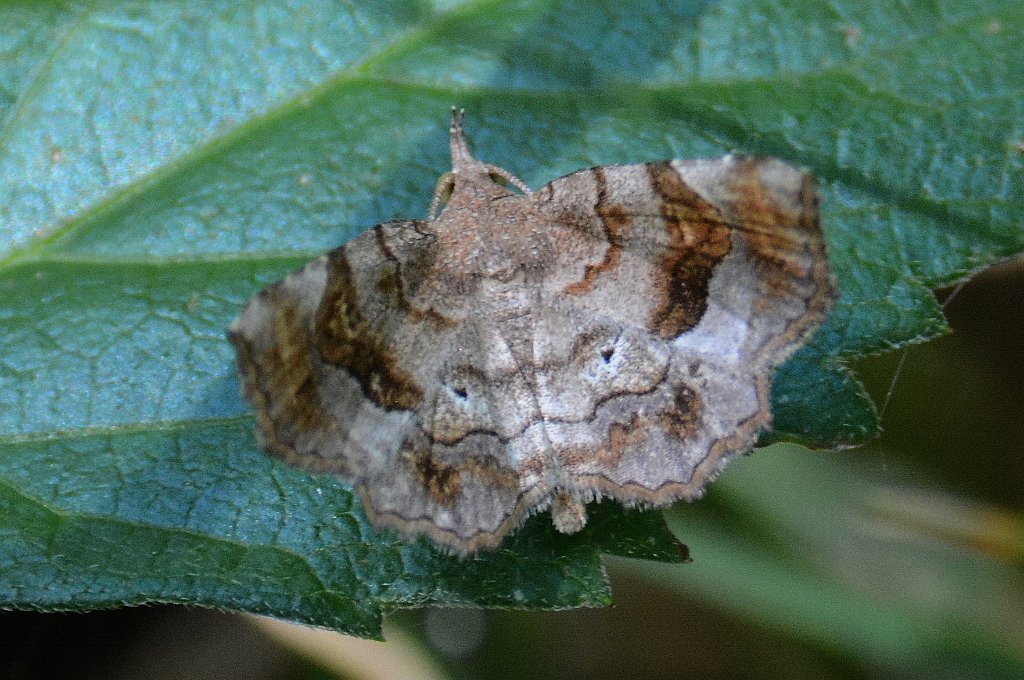 021 2013-08025242 Quabbin Reservoir Park, MA.JPG - Decorated Owlet (Pangrapta decoralis). Quabbin Reservoir Park, MA, 8-2-2013